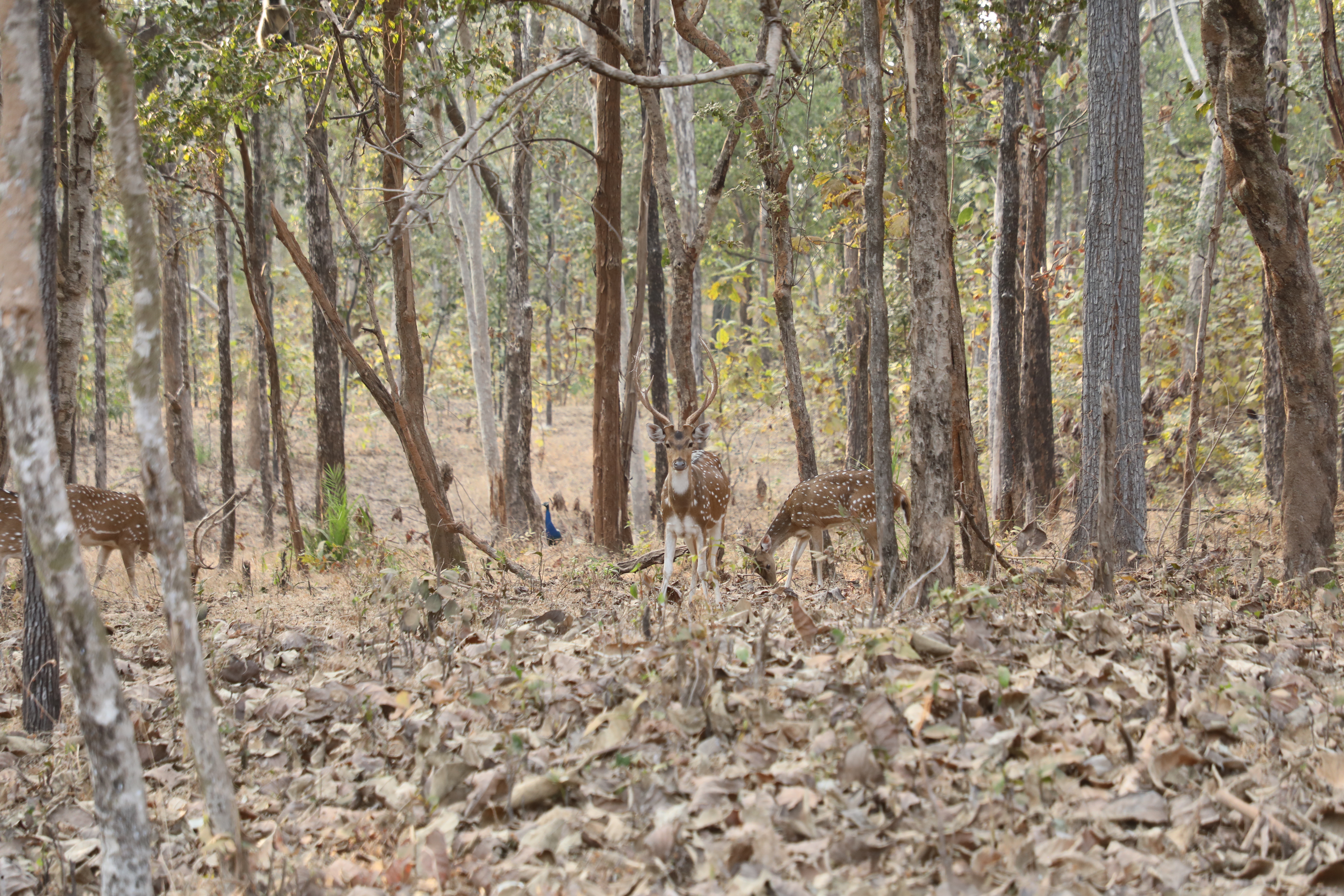 Pench National Park Outing 7