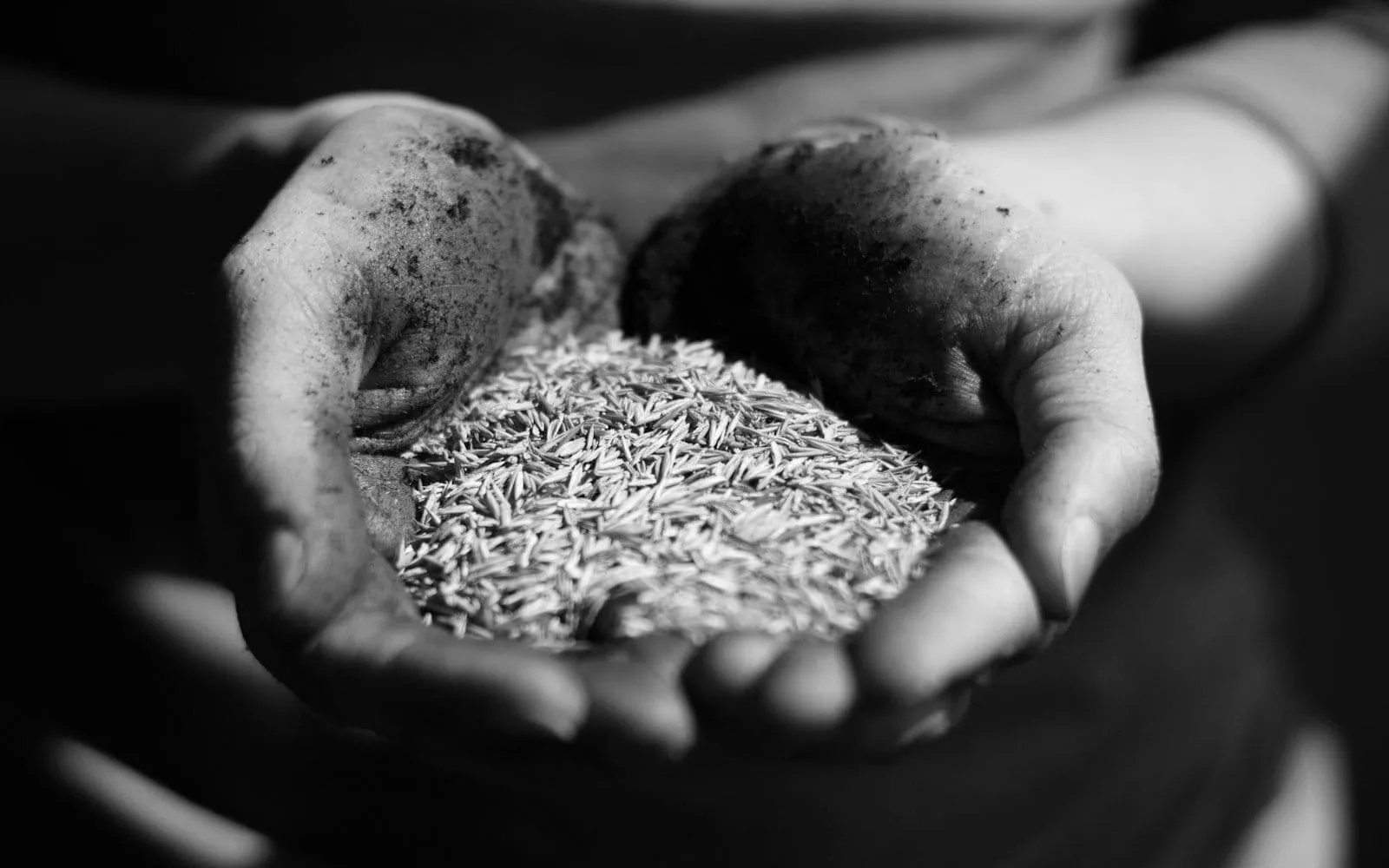 AI-Powered Seed Counting and Purity Analysis Solution Delivering 10x Faster Processing and 99.8% Accuracy
