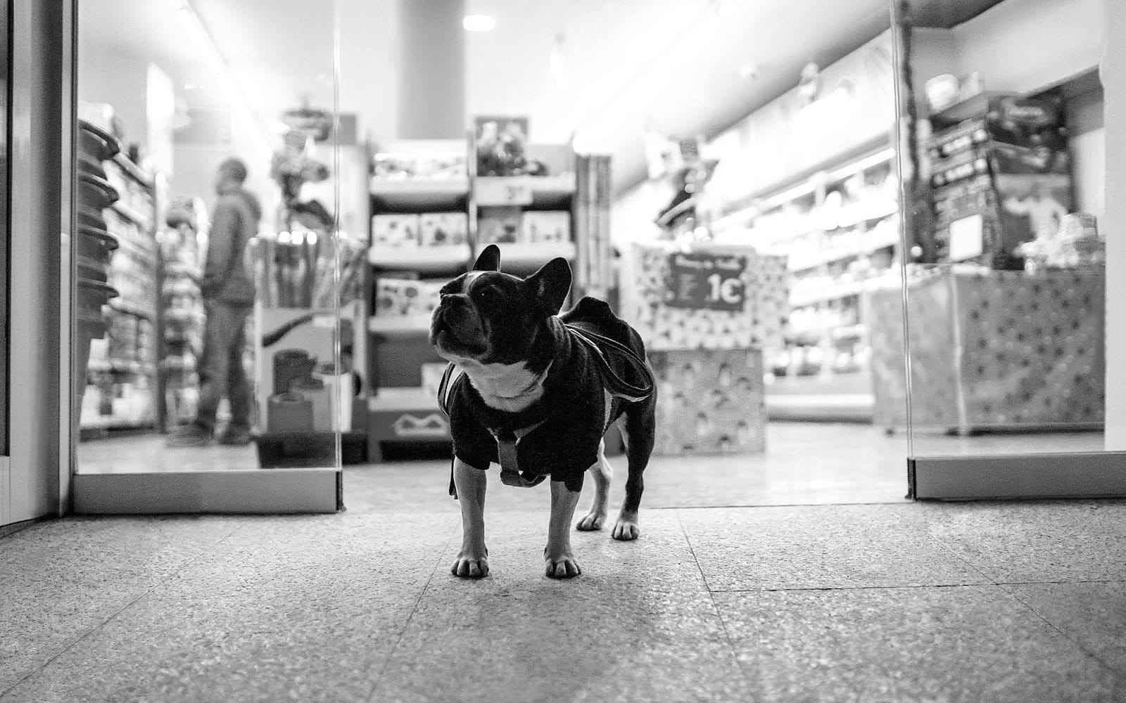 End-to-End Salesforce Implementation for Pet Sales Marketplace Driving 45% Faster Sales Cycles and 40% Operational Efficiency Gains